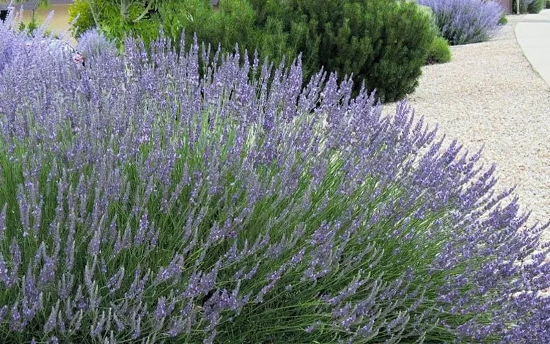 Grosso Lavender - 5 Pack Of Quart Pots - Image 4