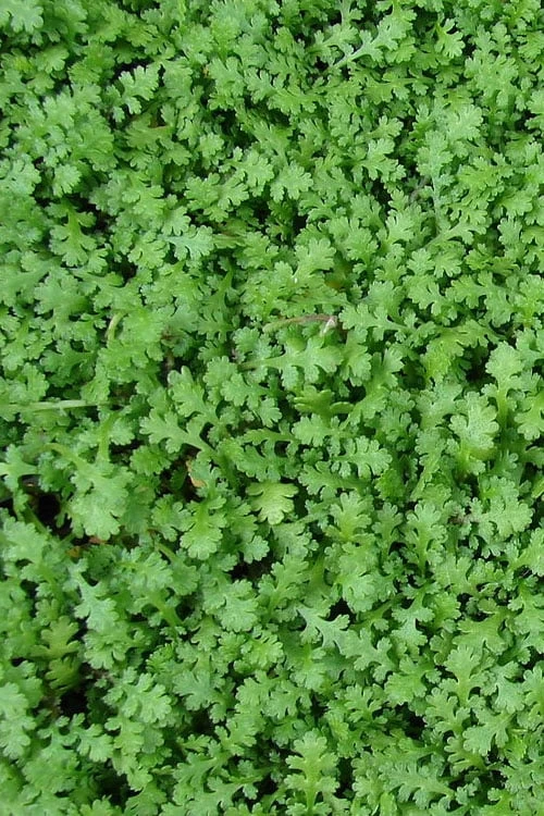 Miniature Brass Buttons Fairy Fern (Leptinella Gruveri) - 6 Pack Of Pint Pots - Image 5