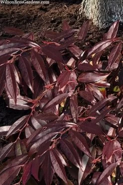Rejoyce Coast Leucothoe (Leucothoe Axillaris) - 3 Gallon Pot
