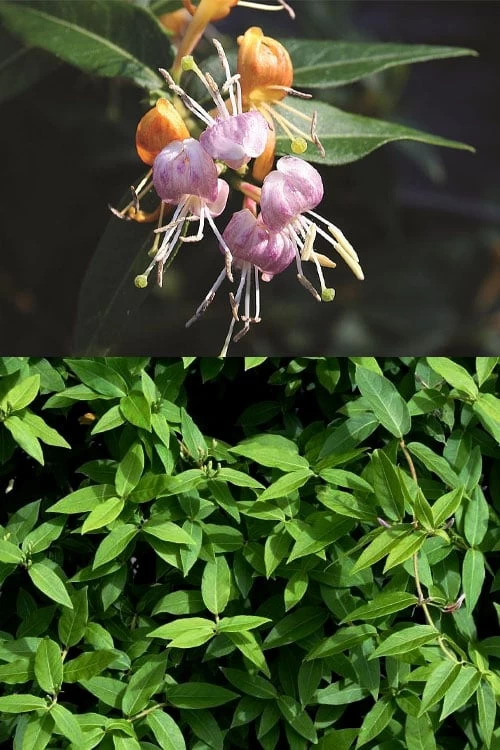 Candy Swirl Honeysuckle Vine (Lonicera) - 5 Gallon Pot - Image 4