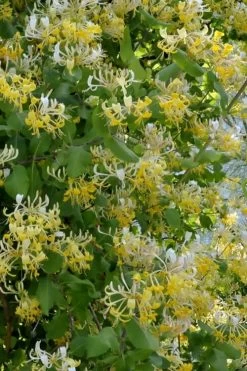 Hall's Hardy Honeysuckle Vine (Lonicera Japonica 'Halliana') - 3 Gallon Pot