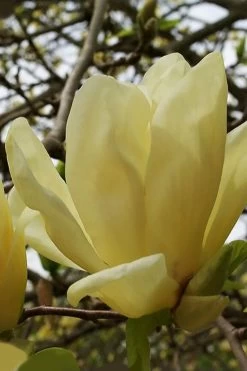 Elizabeth Magnolia (Tulip Tree) - 5 Gallon Pot
