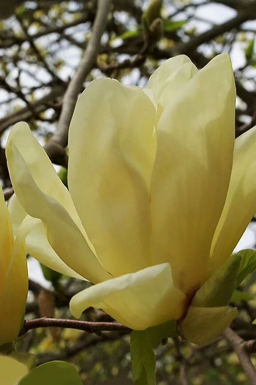 Elizabeth Magnolia (Tulip Tree) - 5 Gallon Pot