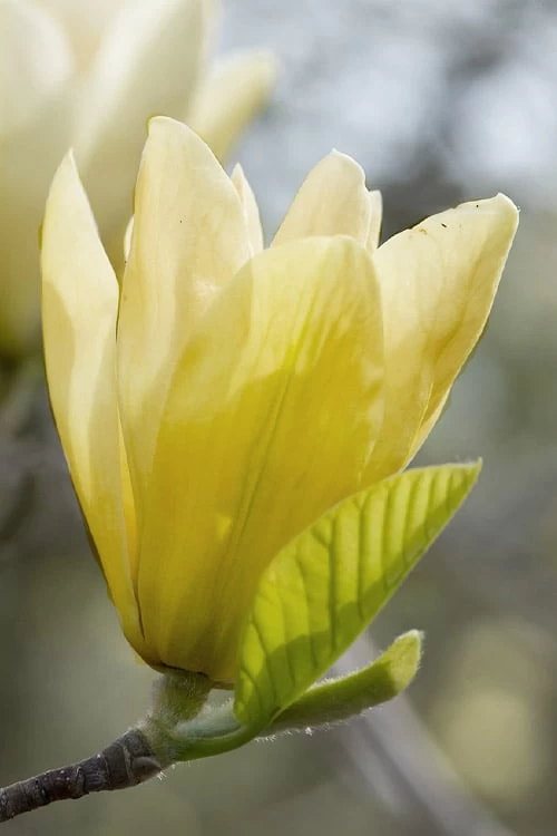 Elizabeth Magnolia (Tulip Tree) - 5 Gallon Pot - Image 11