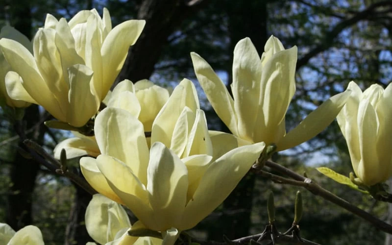 Elizabeth Magnolia (Tulip Tree) - 5 Gallon Pot - Image 9