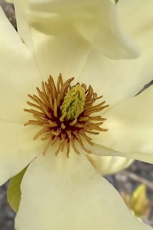 Elizabeth Magnolia (Tulip Tree) - 5 Gallon Pot - Image 6