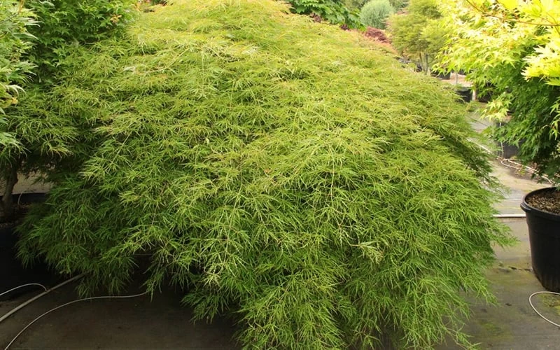 Otto's Dissectum Japanese Maple (Acer Palmatum) - 5 Gallon Pot - Image 5