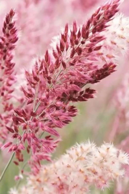 Savannah Ruby Grass (Melinus Nerviglumis) - 6 Pack Of 1 Gallon Pots - Image 5