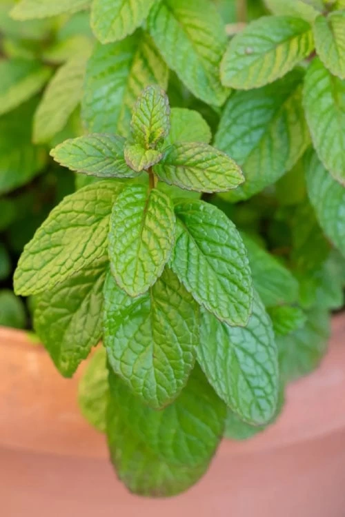 The Best Spearmint (Mentha Spicata 'Mint The Best)) - 6 Pack Of Pint Pots - Image 4