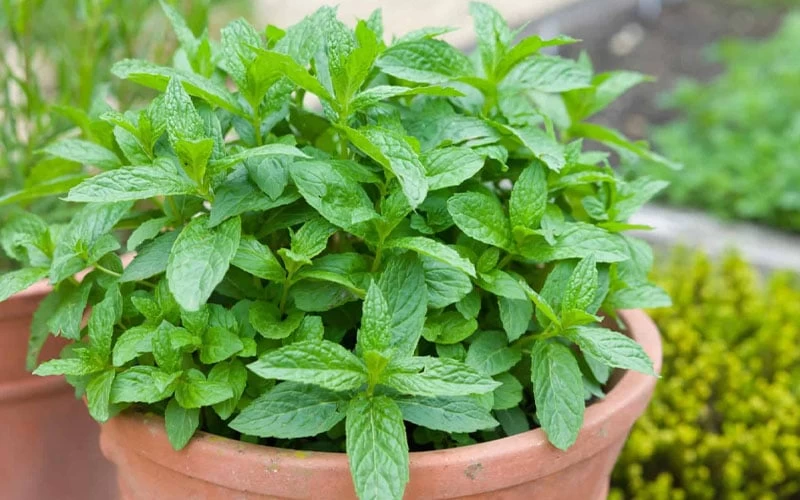 The Best Spearmint (Mentha Spicata 'Mint The Best)) - 6 Pack Of Pint Pots - Image 6