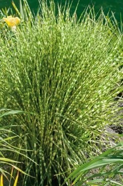 Gold Breeze Zebra Grass (Miscanthus) - 1 Gallon Pot
