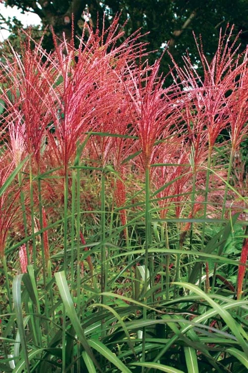 Flame Grass (Miscanthus 'Purpurascens') - 6 Pack Of 1 Gallon Pots - Image 5