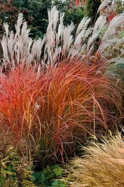 Flame Grass (Miscanthus 'Purpurascens') - 6 Pack Of 1 Gallon Pots