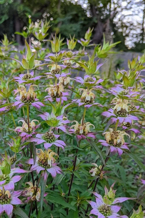Beebop Bee Balm (Monarda Punctata) - 5 Pack Of Quart Pots - Image 4