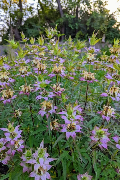 Beebop Bee Balm (Monarda Punctata) - 5 Pack Of Quart Pots - Image 6