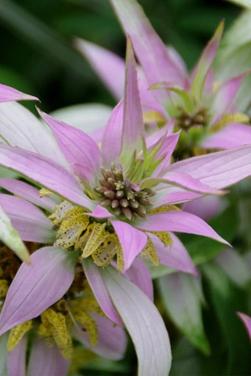 Beebop Bee Balm (Monarda Punctata) - 5 Pack Of Quart Pots - Image 5