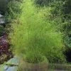 Bamboo Muhly Grass - 3 Gallon Pot