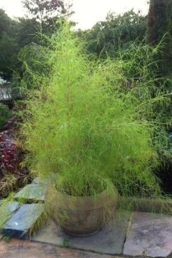 Bamboo Muhly Grass - 3 Gallon Pot