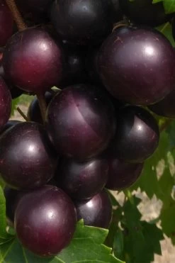 Jumbo Black Muscadine Grape Vine - 6 Pack Of 1 Gallon Pots