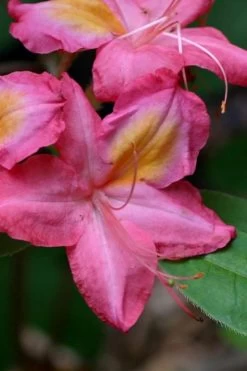 Country Cousin Pink Aromi Azalea (Rhododendron Hybrid) - 3 Gallon Pot