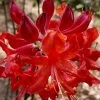 Radiant Red Aromi Azalea (Rhododendron Hybrid) - 3 Gallon Pot