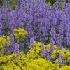 Summer Magic Catmint (Nepeta Grandiflora) - 1 Gallon Pot