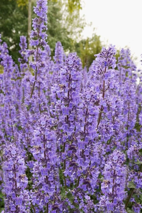 Summer Magic Catmint (Nepeta Grandiflora) - 6 Pack Of 1 Gallon Pots - Image 5