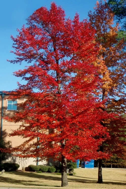 Black Gum Tupelo Tree (Nyssa Sylvatica) - 3 Gallon Pot - Image 6
