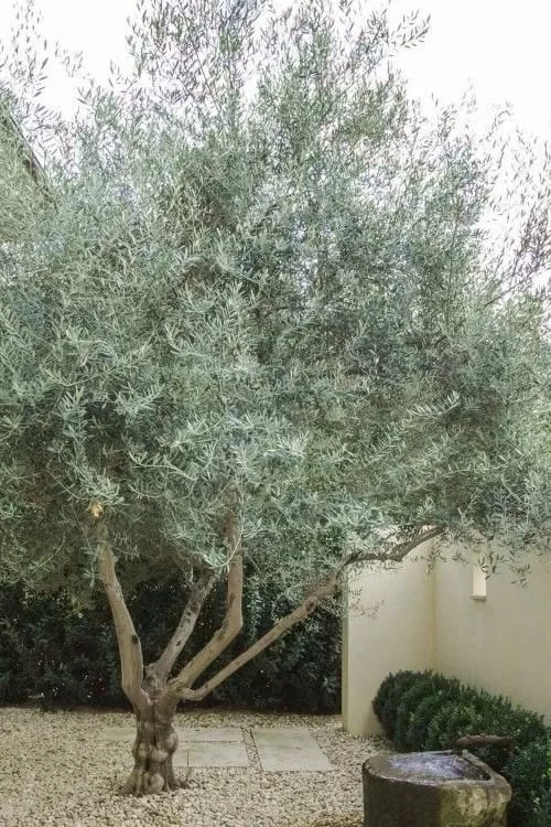 Arbequina Olive Tree - 3 Gallon Pot - Image 4