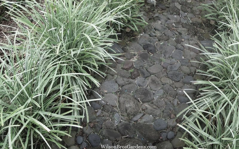 Silver Mist Mondo Grass - 6 Pack Of Pint Pots - Image 5