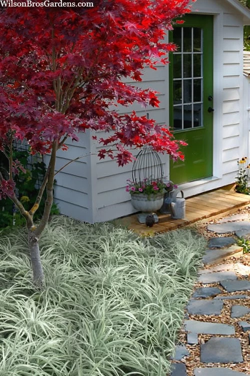 Silver Mist Mondo Grass - 6 Pack Of Pint Pots