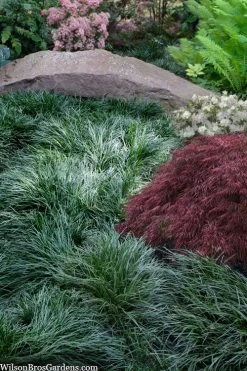 Tall Mondo Grass - 72 Pack Of 3.5" Pint Pots