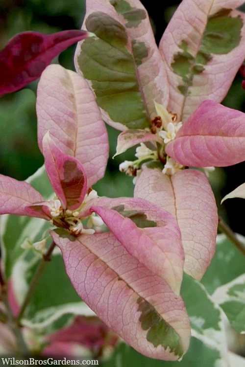 Pink Flush Variegated Tea Olive (Osmanthus Fragrans 'Yinbi Shuanghui') - 2 Gallon Pot - Image 6