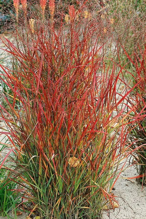 Hanse Herms Red Switch Grass (Panicum Virgatum) - 1 Gallon Pot - Image 5