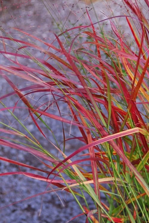 Hanse Herms Red Switch Grass (Panicum Virgatum) - 1 Gallon Pot - Image 4