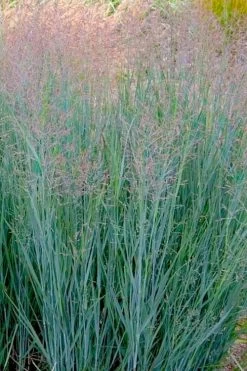 Prairie Sky Red Switch Grass (Panicum Virgatum) - 8 Pack Of 1 Gallon Pots