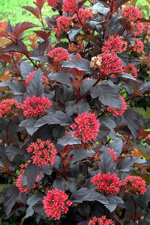 Ginger Wine Ninebark (Physocarpus) - 3 Gallon Pot