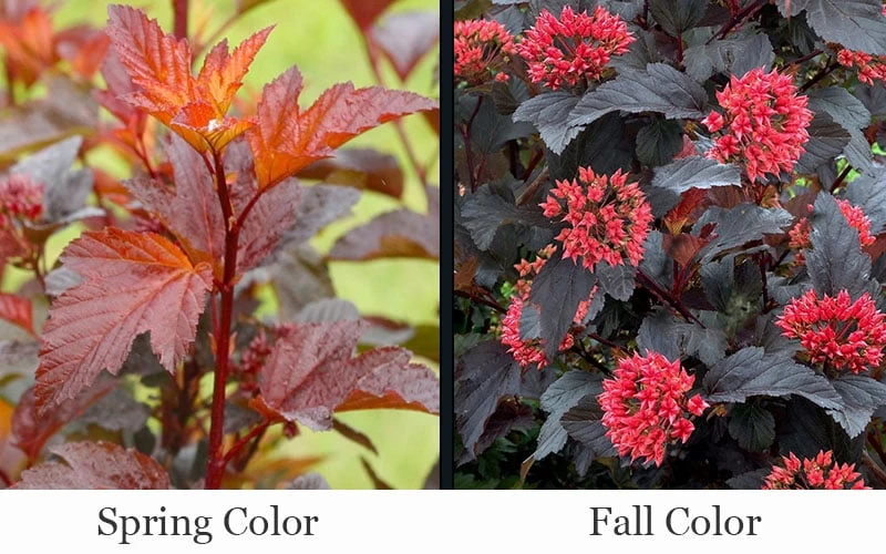 Ginger Wine Ninebark (Physocarpus) - 3 Gallon Pot - Image 6