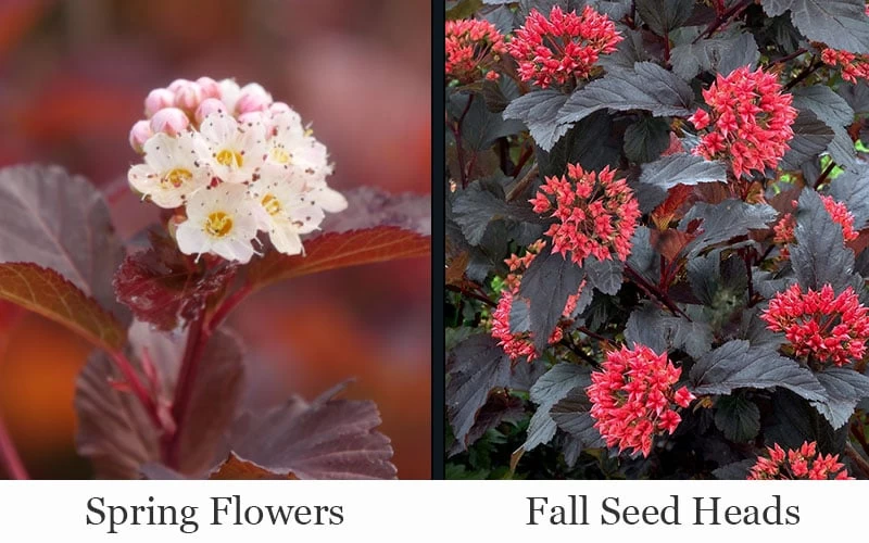 Ginger Wine Ninebark (Physocarpus) - 3 Gallon Pot - Image 5