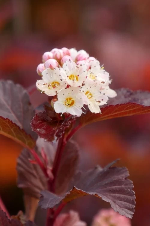 Ginger Wine Ninebark (Physocarpus) - 3 Gallon Pot - Image 7