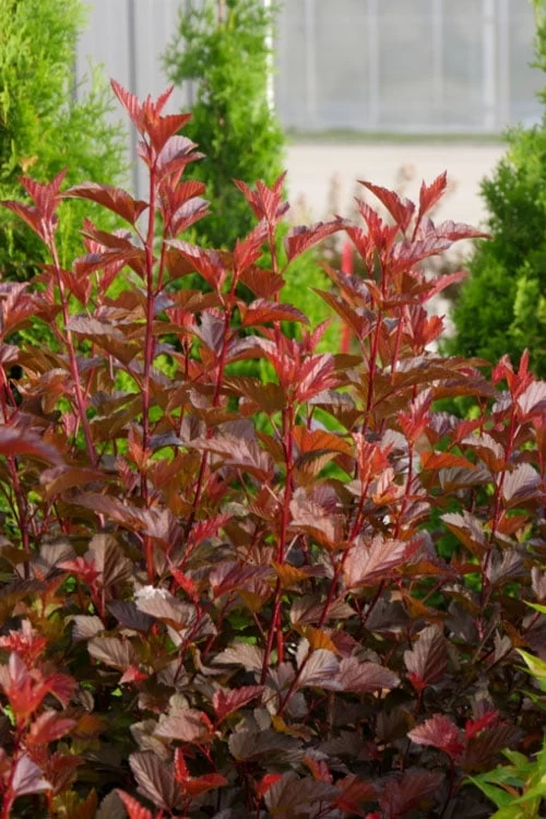 Ginger Wine Ninebark (Physocarpus) - 3 Gallon Pot - Image 9