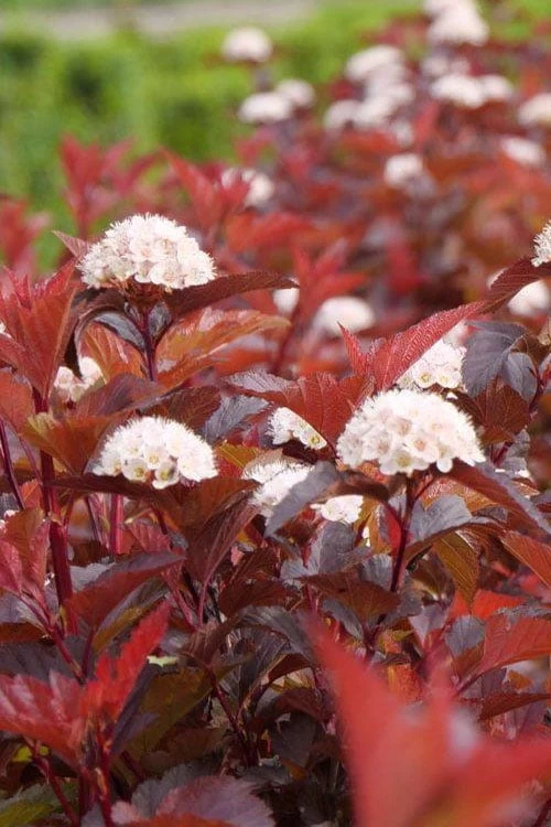 Ginger Wine Ninebark (Physocarpus) - 3 Gallon Pot - Image 4