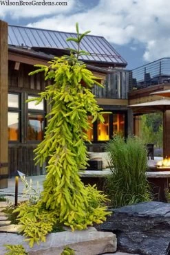 Gold Drift Weeping Norway Spruce (Picea Abies) - 2 Gallon Pot