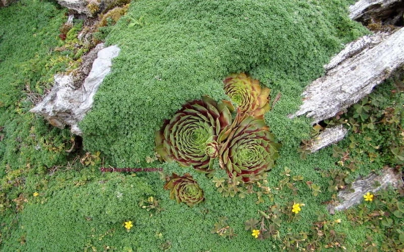 Elfin Creeping Thyme - Thymus Serpyllum Elfin - 3 Pack Of Pint Pots - Image 5