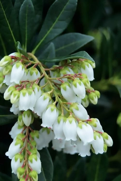 Southern Lady Pieris - 3 Gallon Pot - Image 4