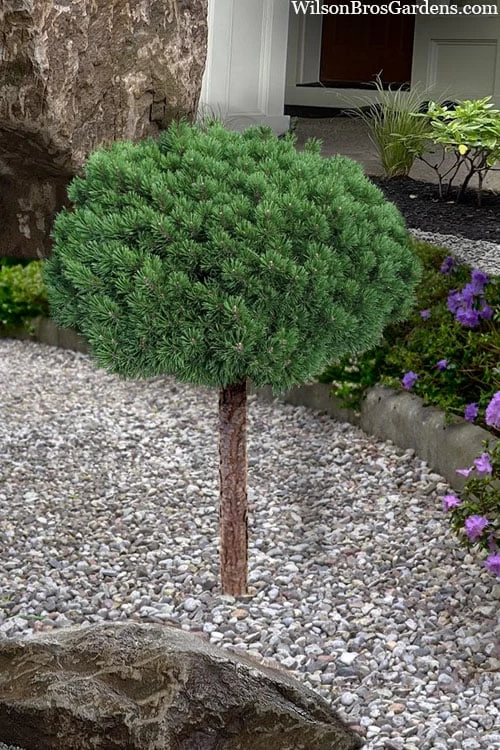 Valley Cushion Mugo Pine Single Trunk Topiary Tree - 2 Gallon Pot - Image 3