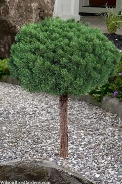 Valley Cushion Mugo Pine Single Trunk Topiary Tree - 2 Gallon Pot