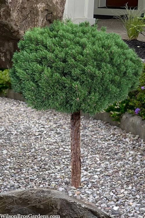 Valley Cushion Mugo Pine Single Trunk Topiary Tree - 2 Gallon Pot