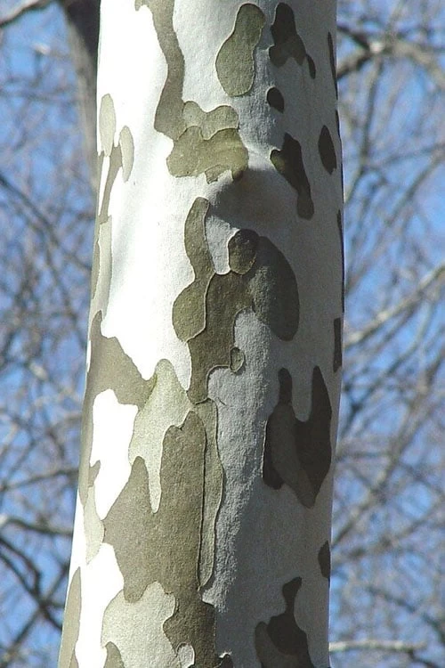 American Sycamore Tree - 3 Pack Of 1.5 Quart Pots - Image 6