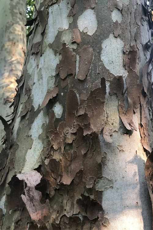 American Sycamore Tree - 3 Pack Of 1.5 Quart Pots - Image 5